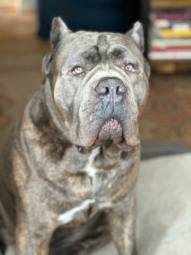 Relaxed image of Nacho lounging on the couch.