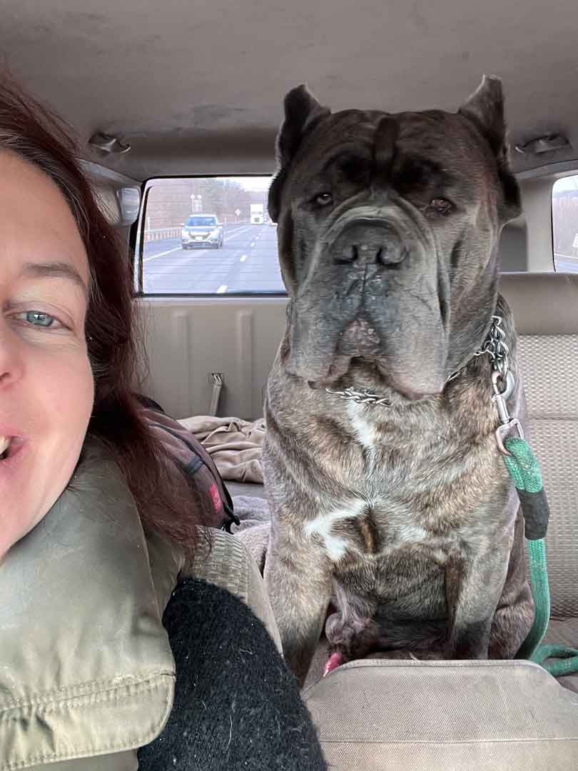 Image of Sunny and Nacho sitting inside the car.