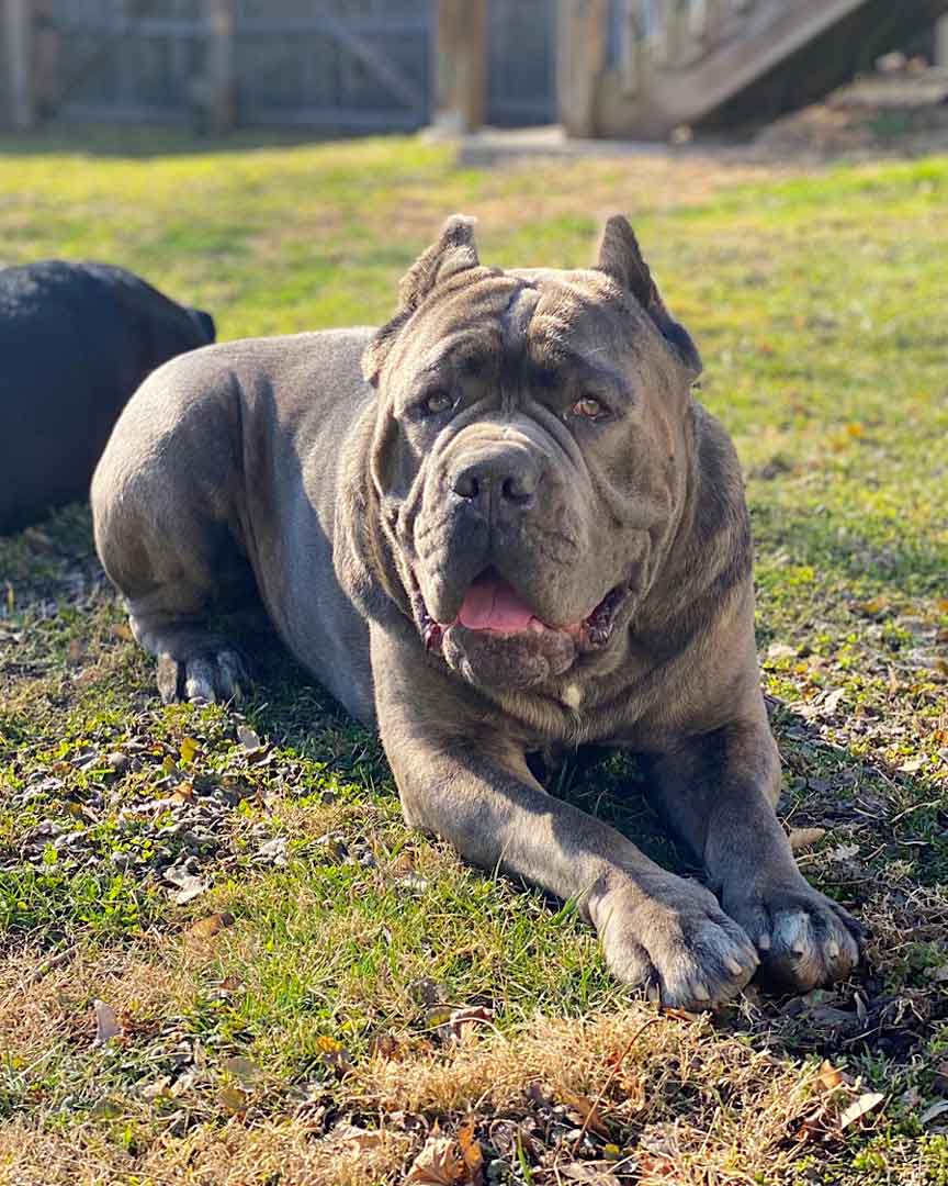 Photo of Nacho smiling and sitting in the garden.