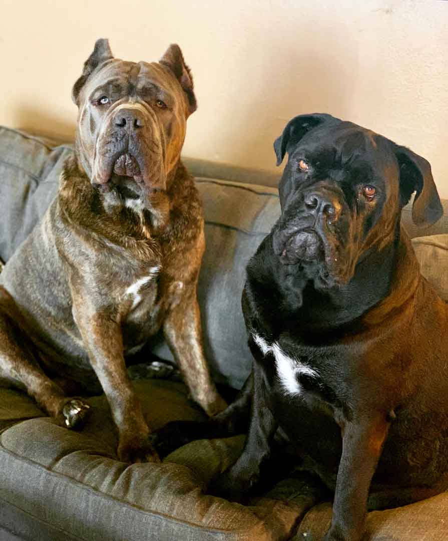 Photo of Nacho and Tofu sitting side by side on a sofa.