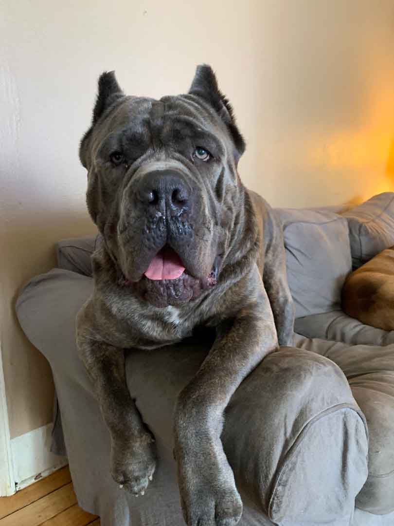 Image of Nacho smiling and sitting comfortably on a sofa.