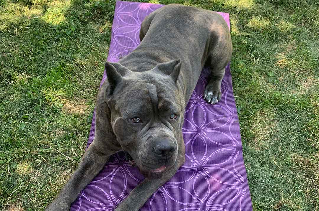 Photo of Nacho smiling and relaxing on a yoga mat in the garden.