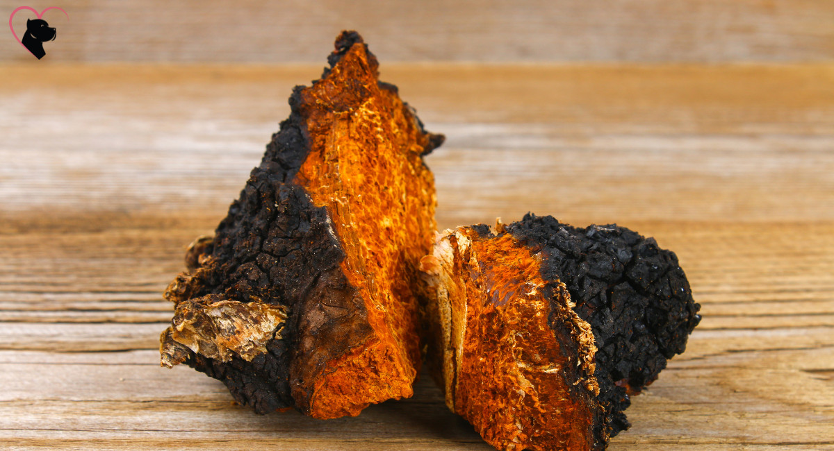 Chaga mushrooms