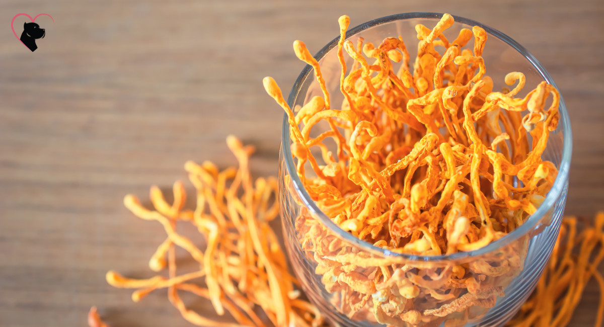 Cordyceps mushrooms