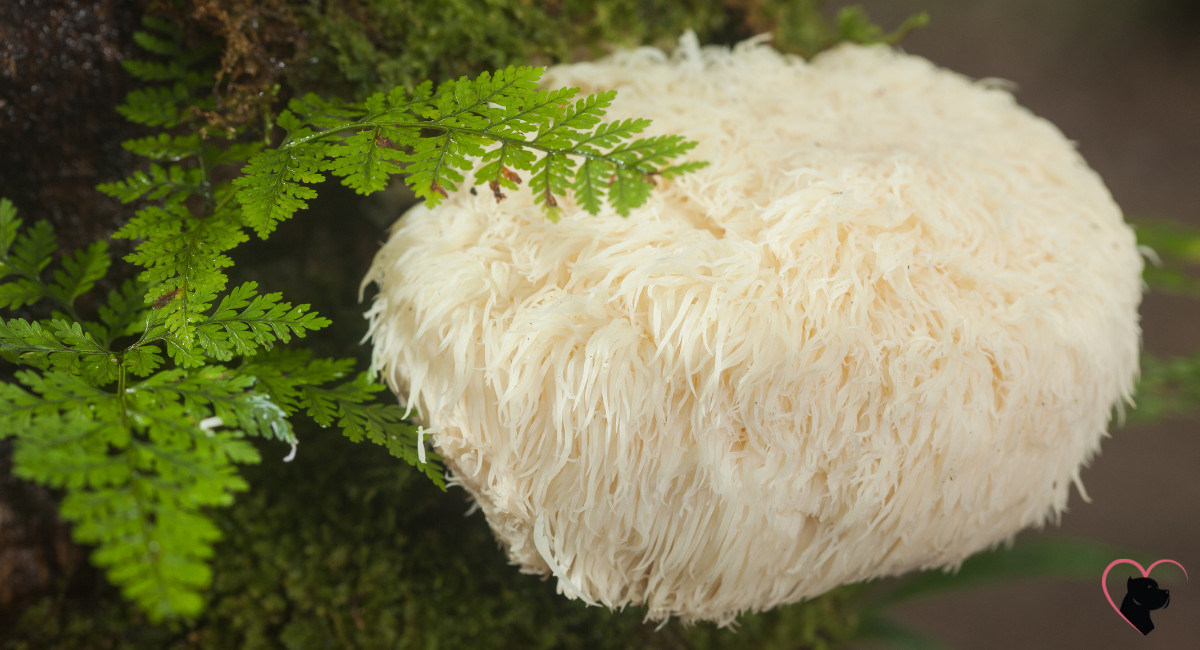 Lion's Mane mushrooms