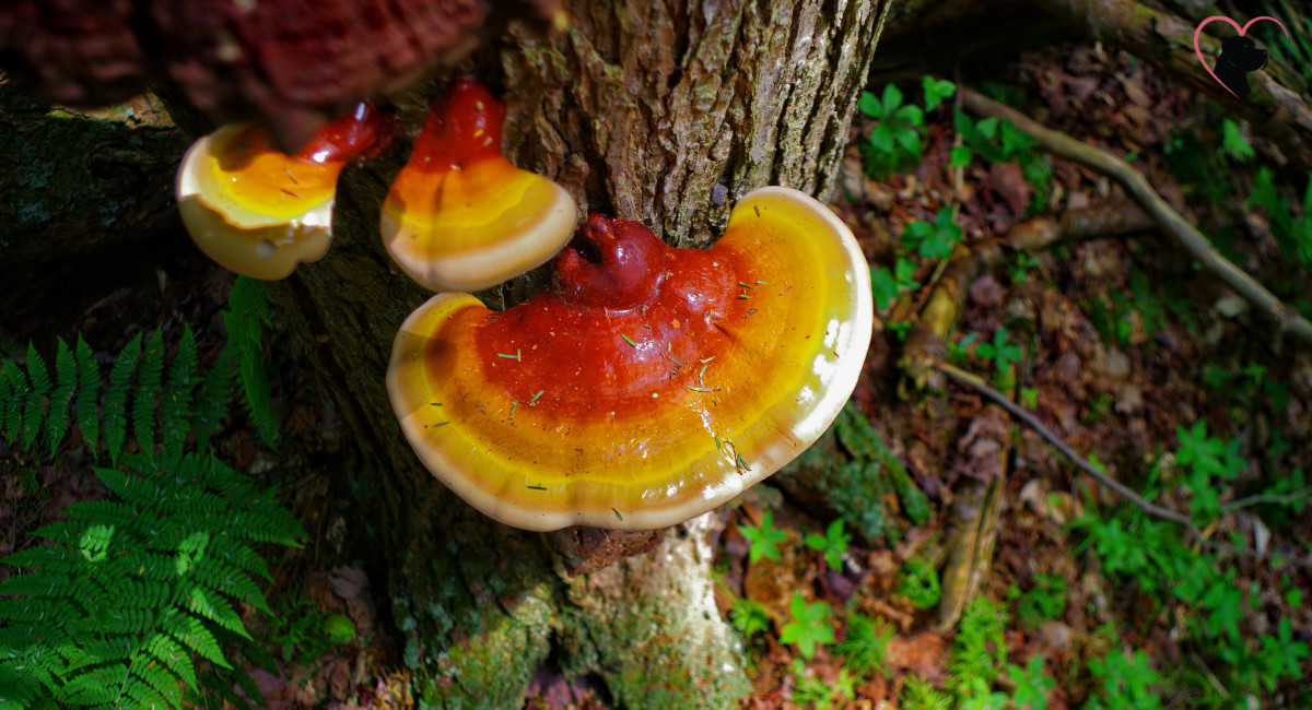 Reishi mushrooms