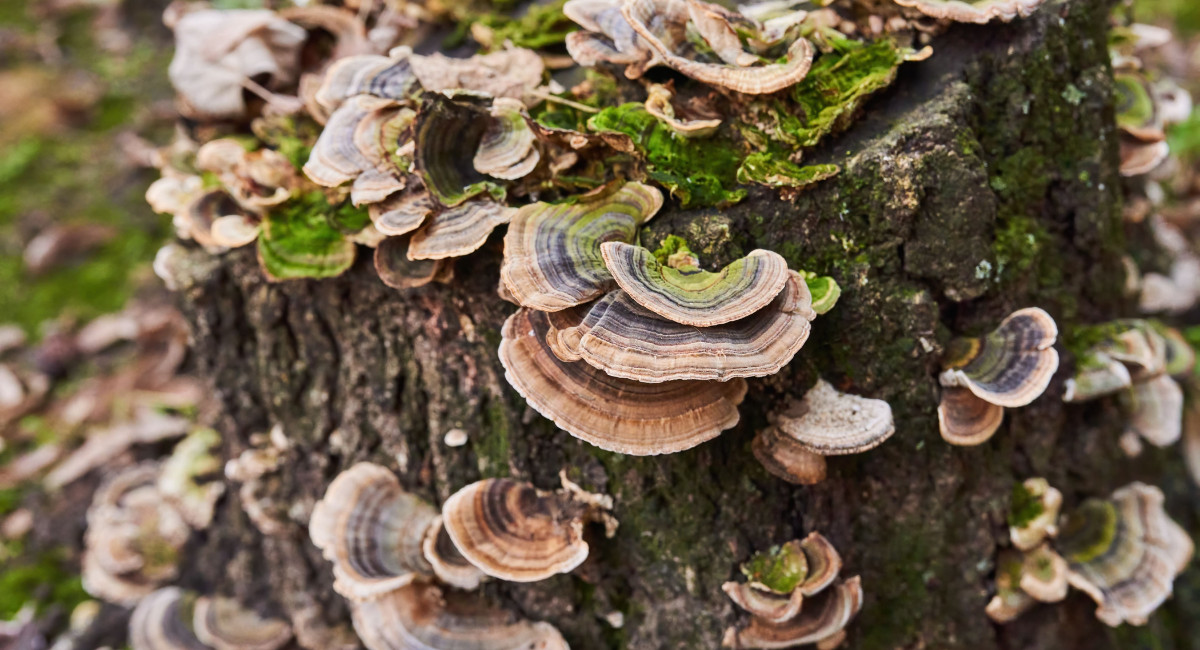 Turkey Tail mushrooms