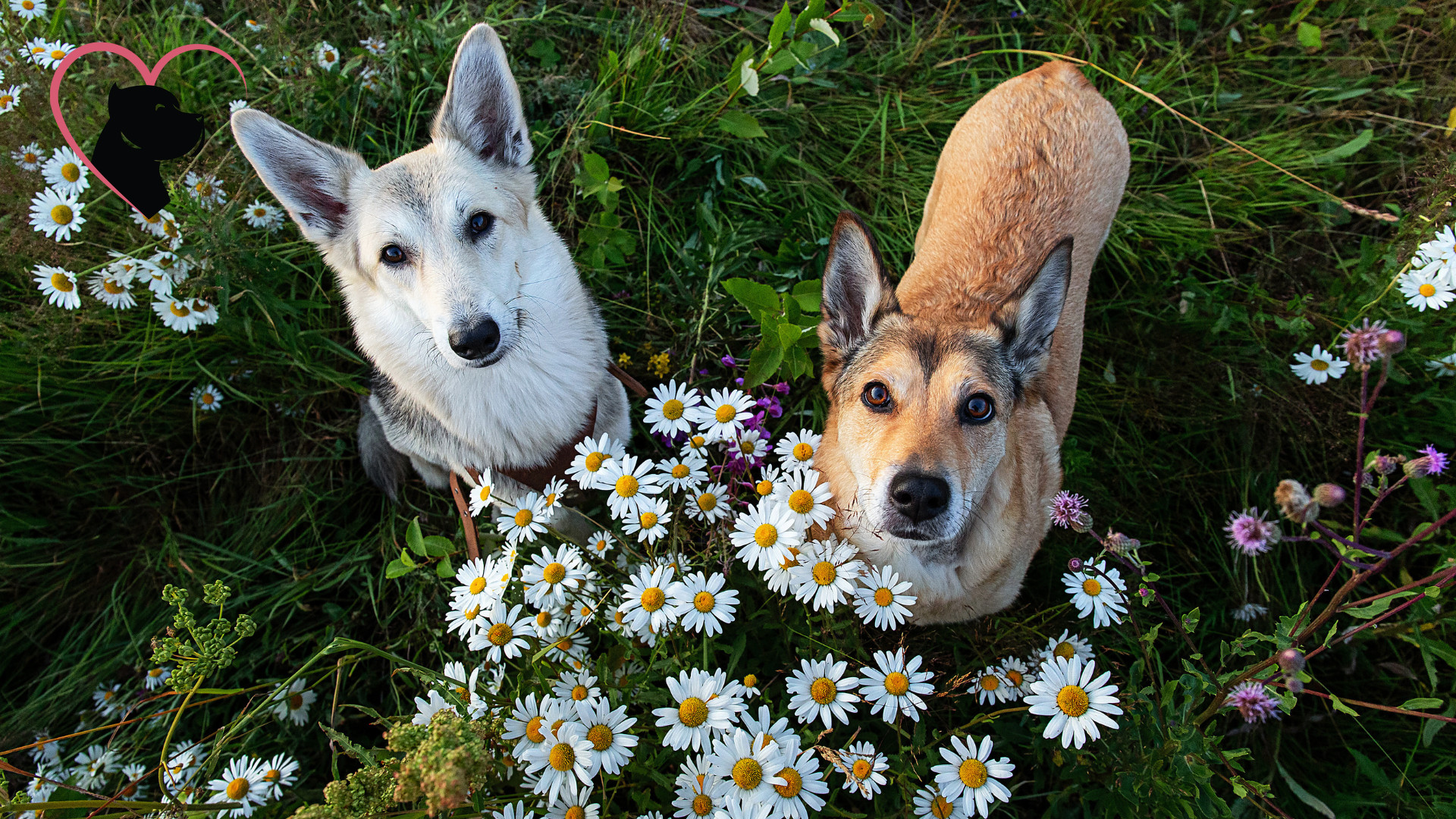 Dog with chamomile flower