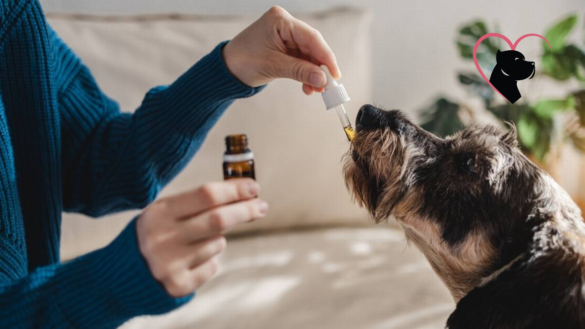 Dog taking up CBD