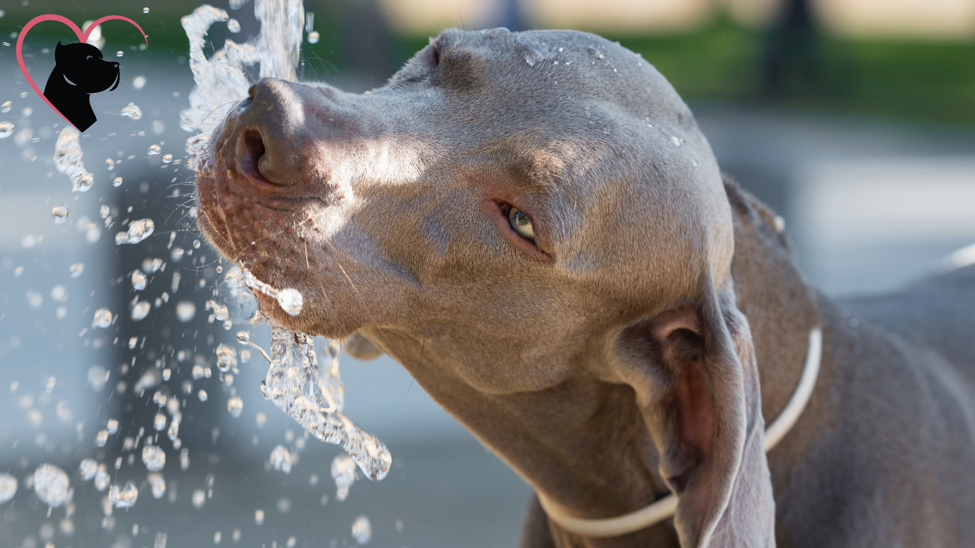 Drinking Dog