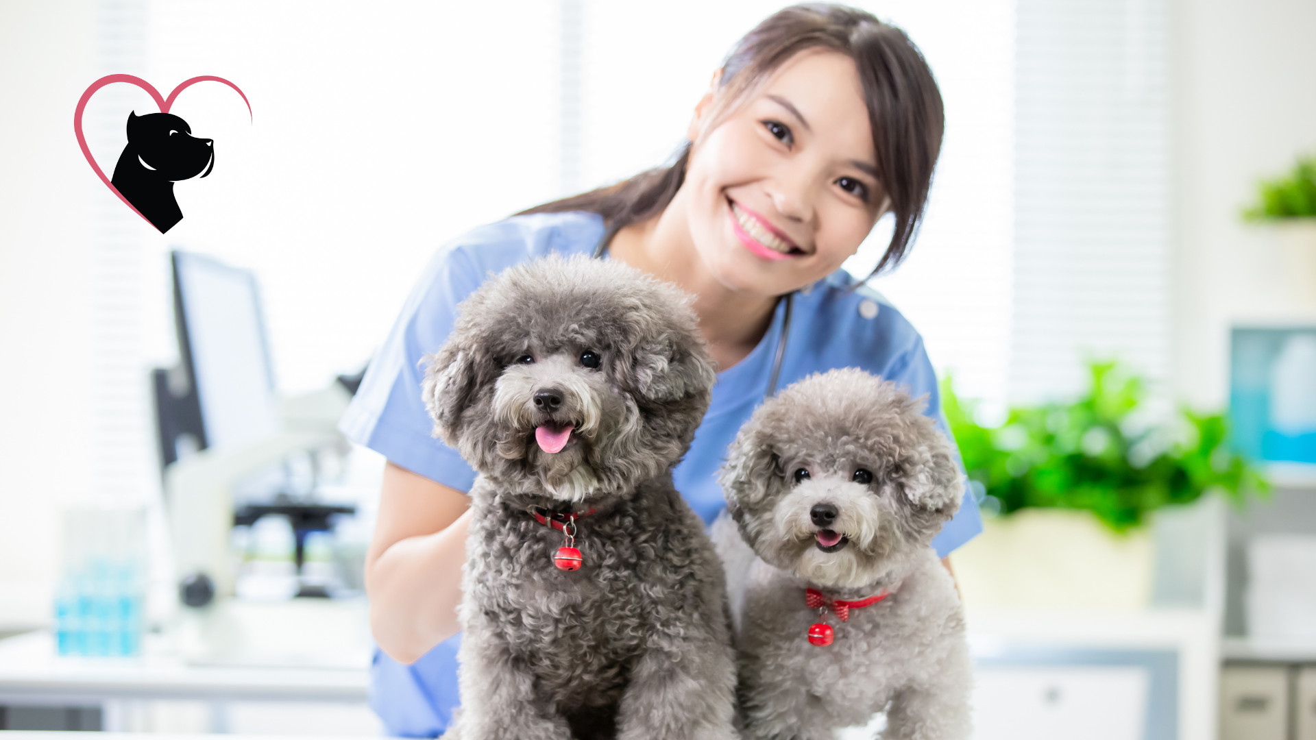 Pet dogs and young female veterinarian doctor