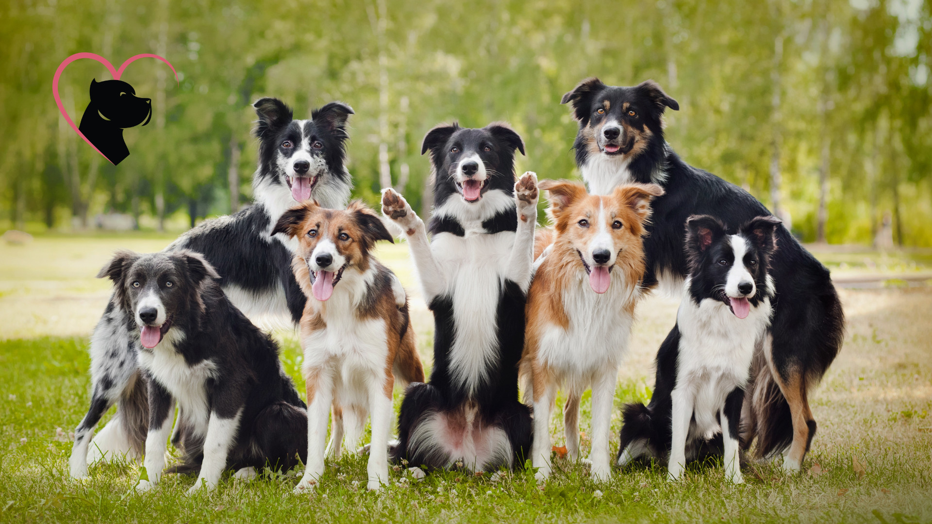 Group of Happy Dogs