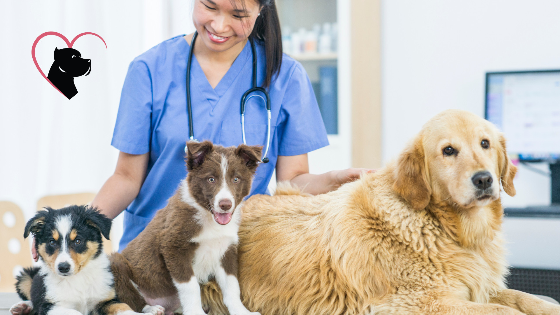 Dogs inside a Veterinary Clinic