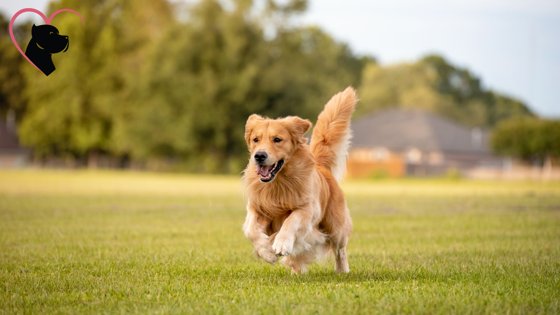 Running Dog