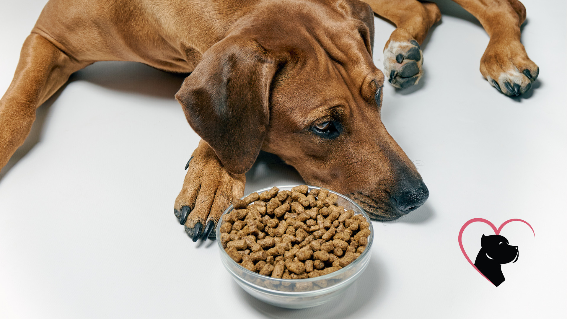 Dog with dry kibbles