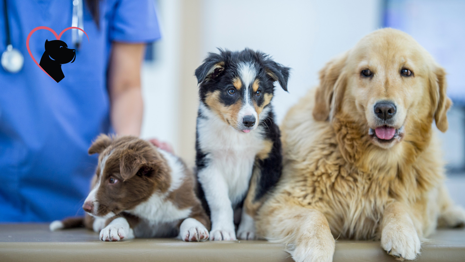 Dogs at the Vet