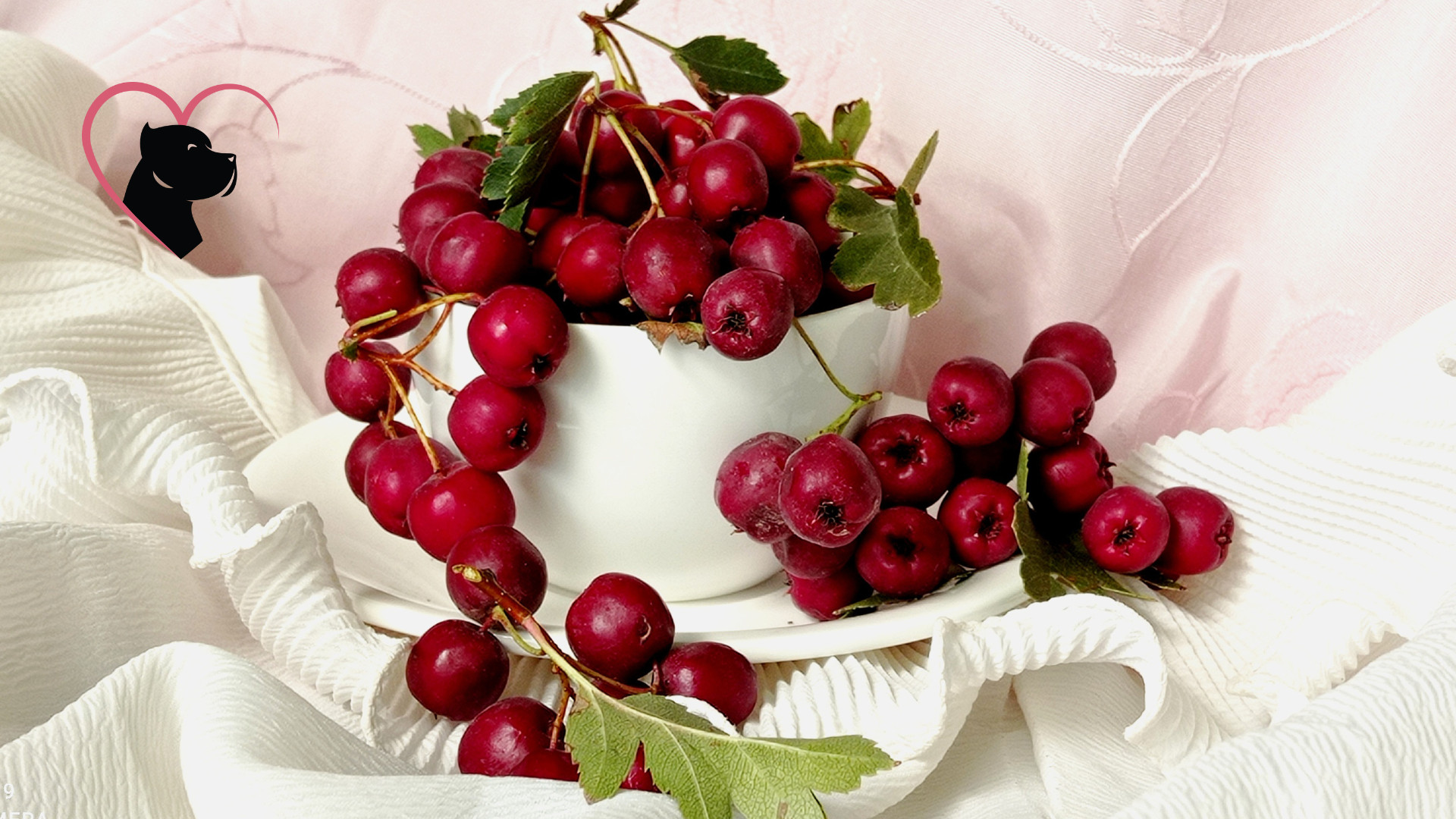 Hawthorn Berries