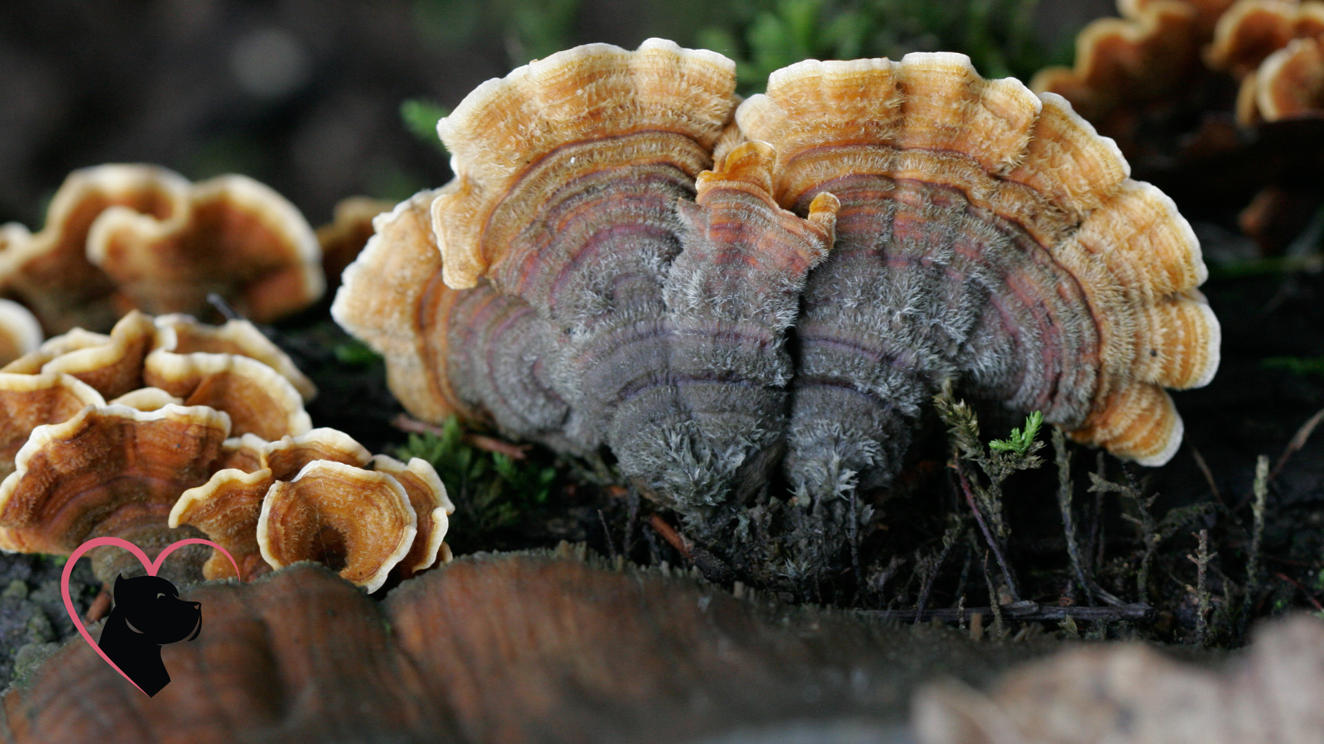 Turkey Tail Mushroom