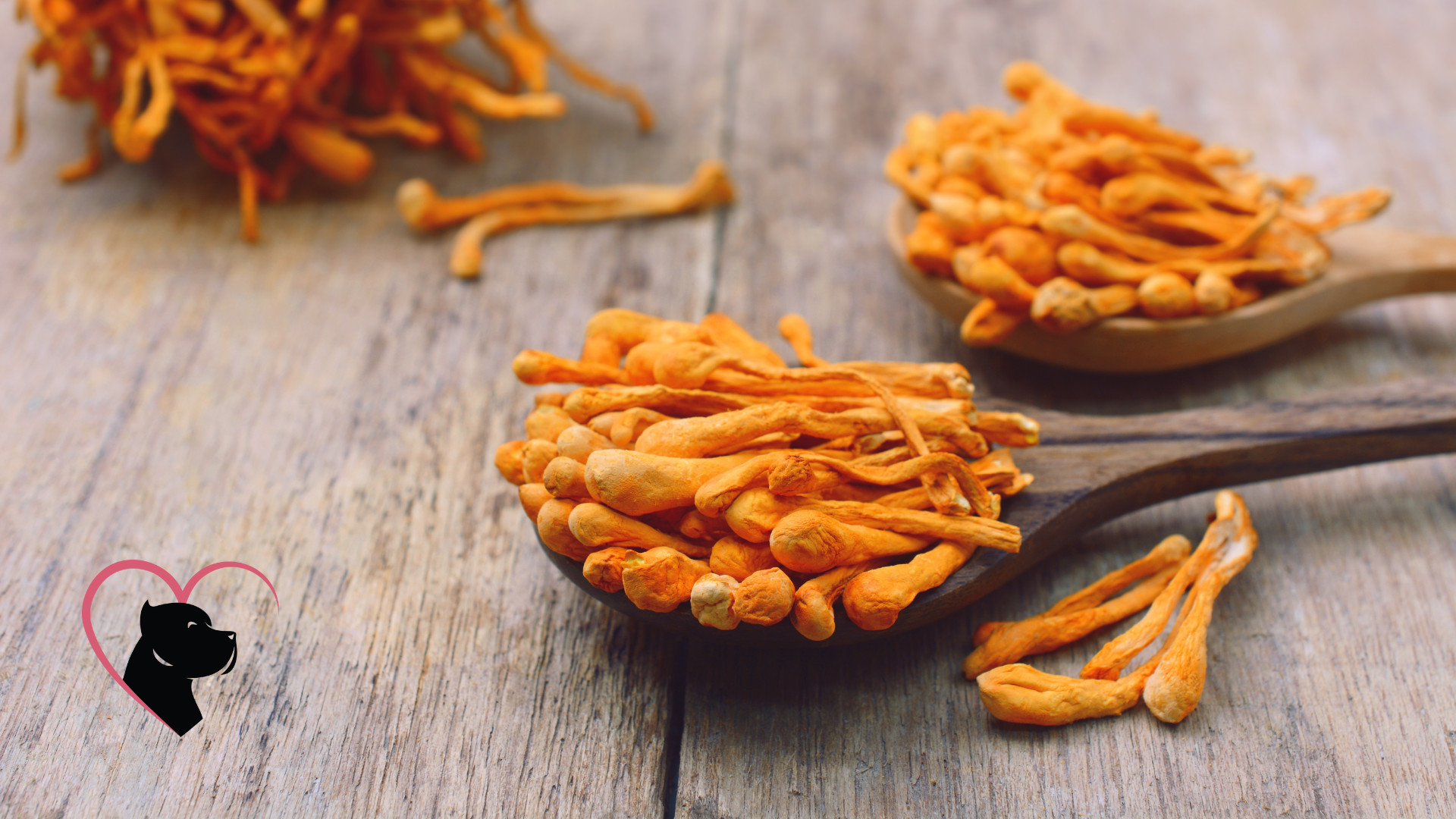 Cordyceps Mushroom