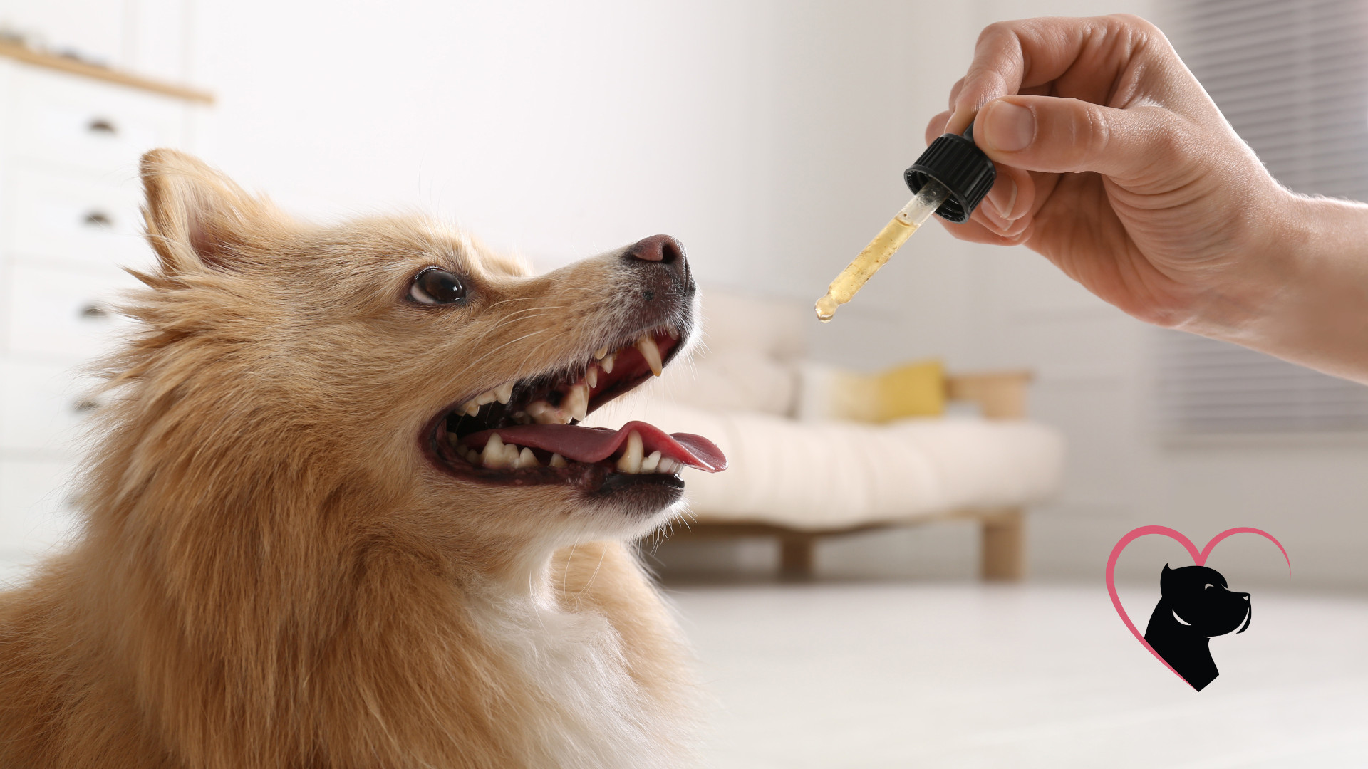 Giving tincture to cute dog