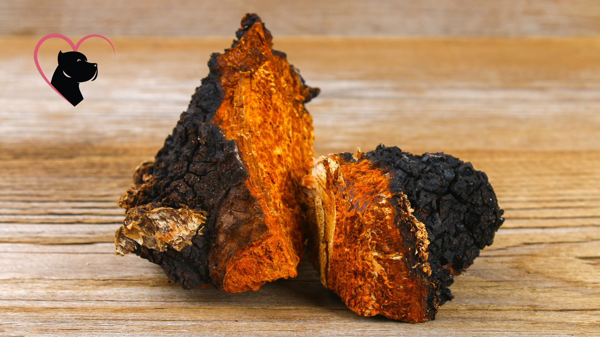 Chaga Mushroom