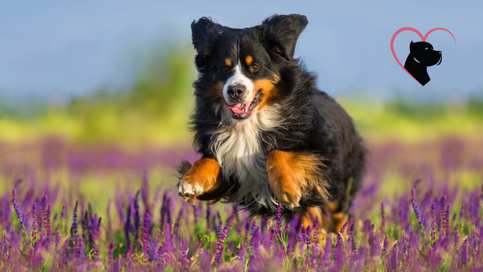 Dog running in flowers