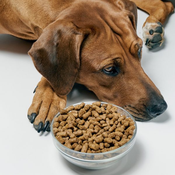 Dog with dry kibbles