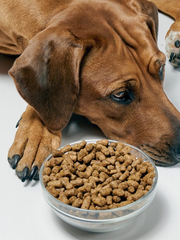 Dog with dry kibbles