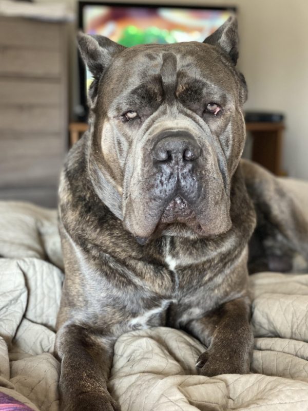 Nacho on a Sofa