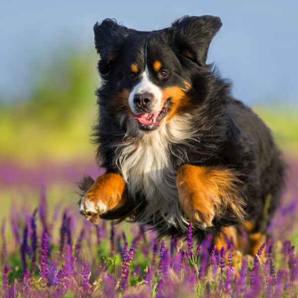 Dog running in flowers