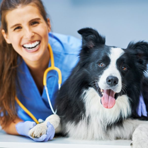 Dog and Vet