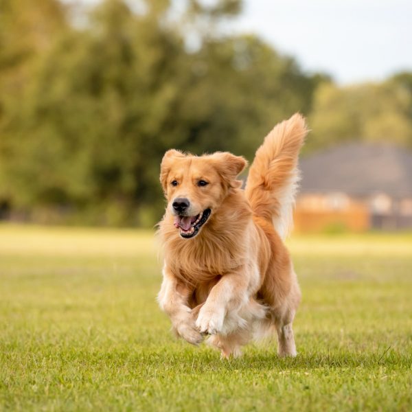 Running Dog